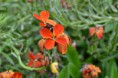 /album/fotogalerij/heemtuin07-05-14-127-jpg/